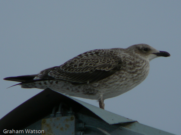 Skua