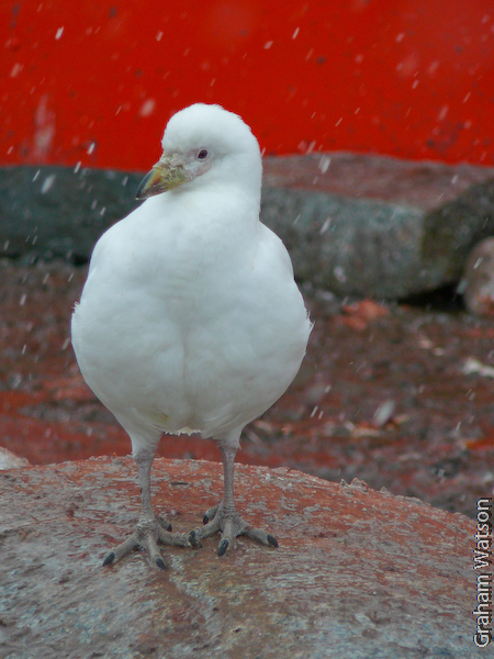 Sheathbill