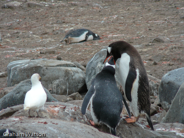 Gentoo Penguin