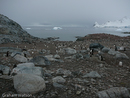 Cuverville Island