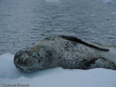 Leopard Seal
