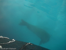 Weddel Seal