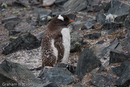 Gentoo Penguin