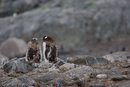 Gentoo Penguin