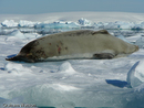 Crabeater Seal