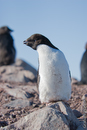 Adelie Penguins