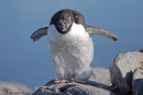 Adelie Penguins