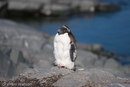 Adelie Penguins