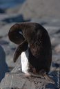 Adelie Penguins
