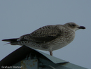 Skua