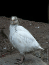 Baby Sheathbill
