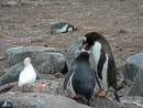 Gentoo Penguin