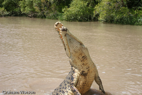 Saltie