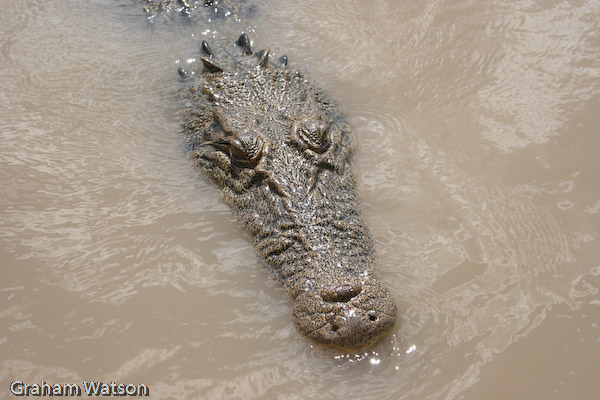 Saltie