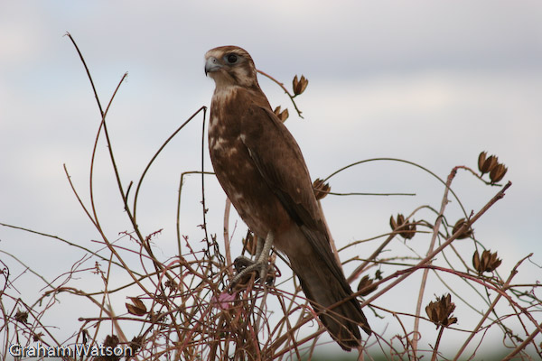 Brown Falcon (dark form)