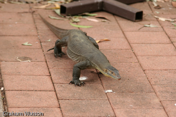 Goanna