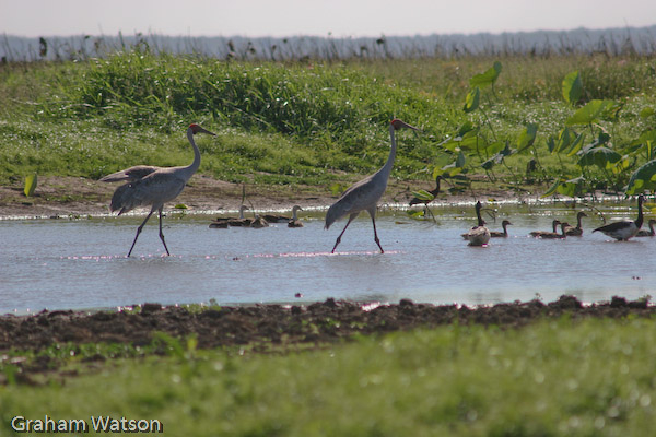 Brolga