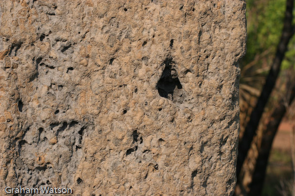 Magnetic Ant nests