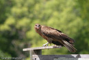 Wedge-tailed Eagle