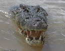 The Saltie Smile