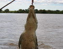 Saltie