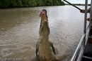 Saltie