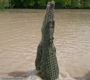 Saltie