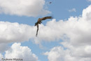 Wedge-tailed Eagle