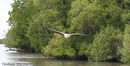 White-bellied Sea- Eagle