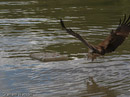 Wedge-tailed Eagle