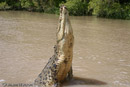 Saltie