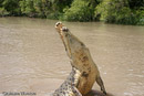 Saltie