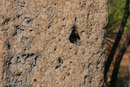 Magnetic Ant nests