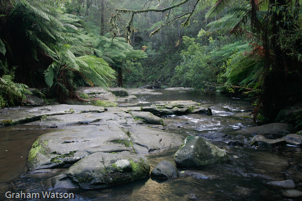 Watson_060727_2685