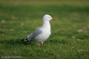 Watson_060723_0060