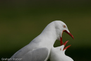 Watson_060723_0072