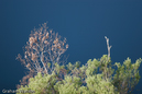 Watson_060724_0153