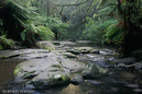 Watson_060727_2685