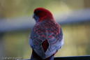 Watson_060728_2777