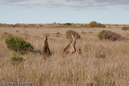Watson_060728_3028
